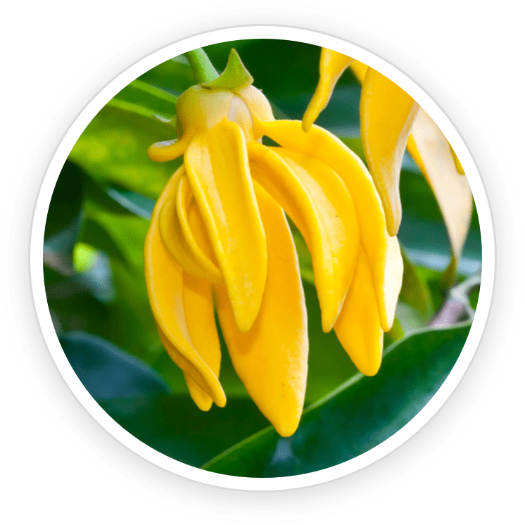 Ylang Ylang Essential Oil